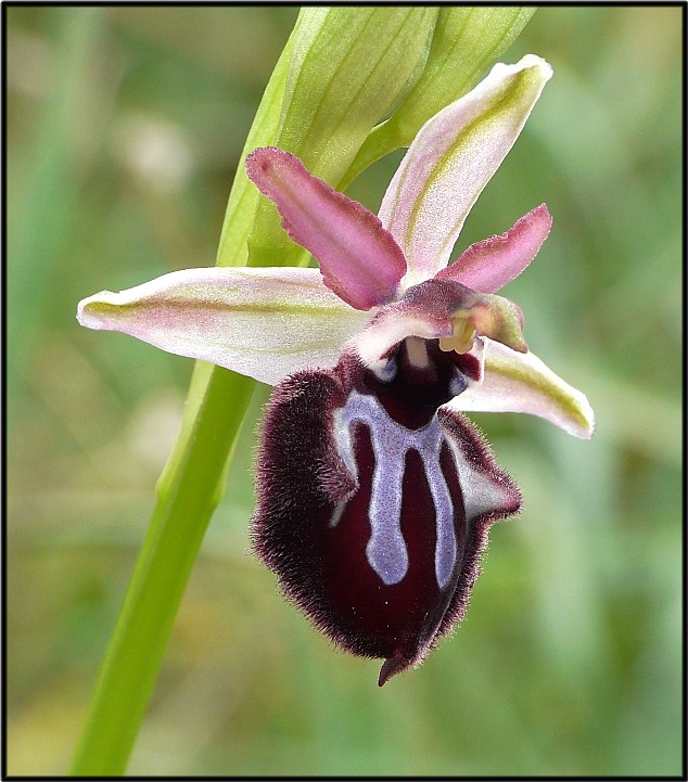 Ophrys sipontensis